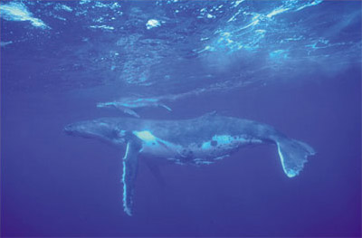 Humpback Whales, Vava'u 