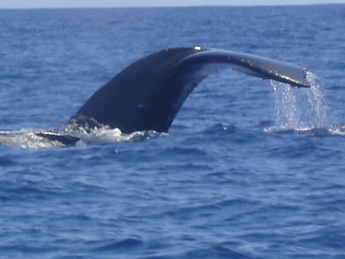 Vavau Whales